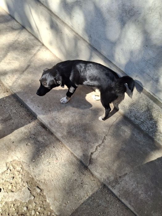 Donez căței aprox. 5-6 luni, talie mică.