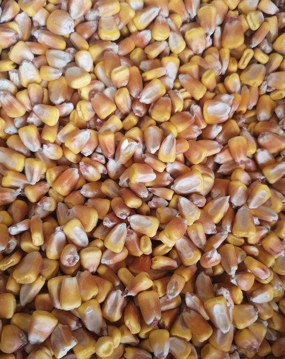 Прикормка для рыбалки