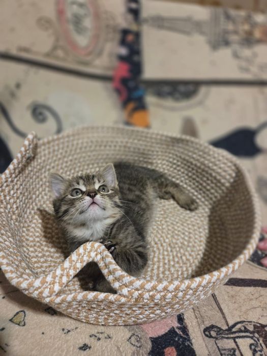 Котёнок в добрые руки