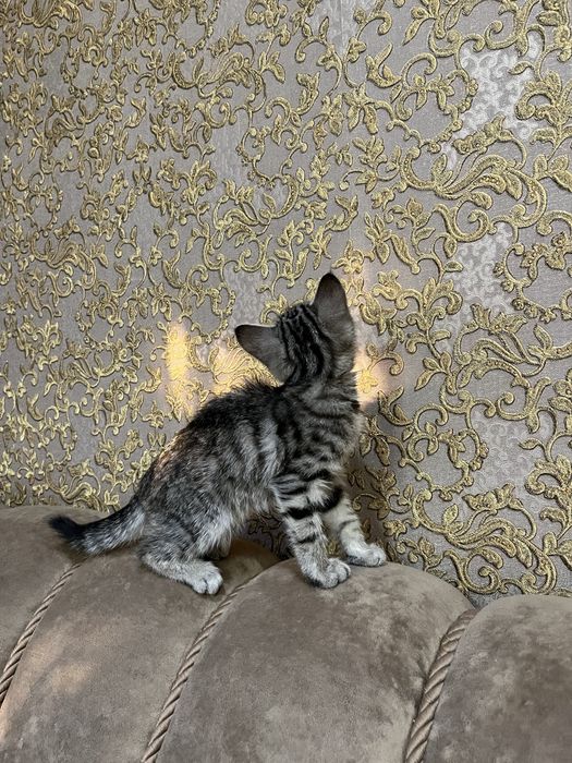 котенок девочка