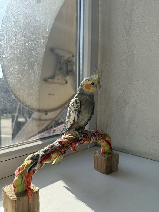 Продам попугаев , можно с клеткой можно без