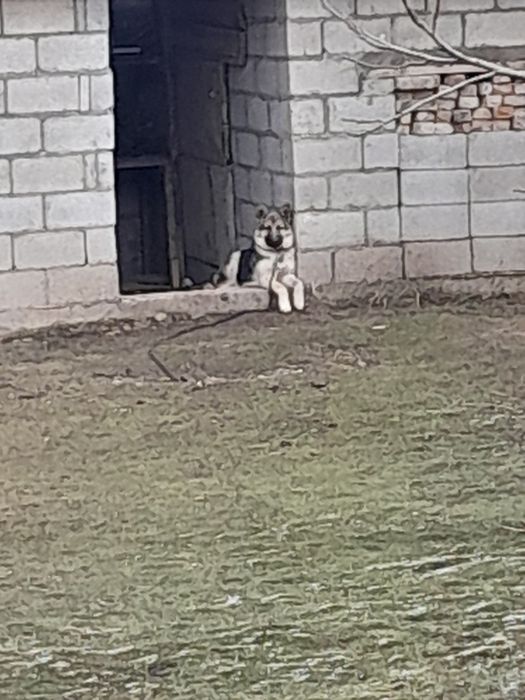 Европейская овчарка