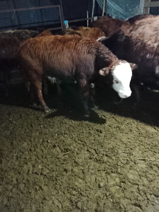 Продаются быки .