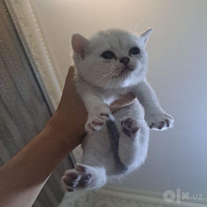 Britan chinchilla