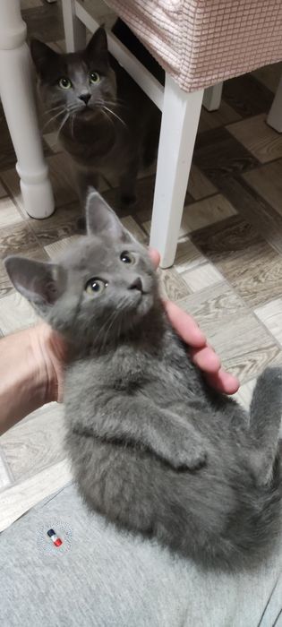 Котята мальчик девочка