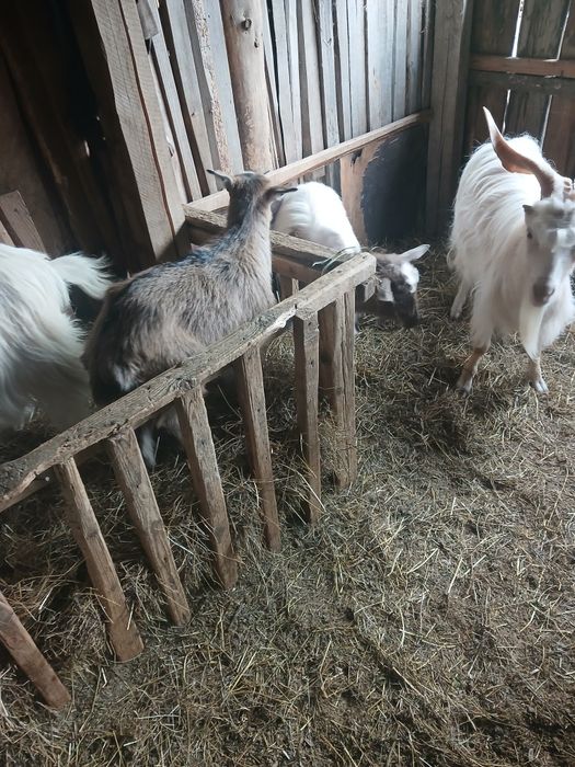 Capre . Iezi . Gâște si rate