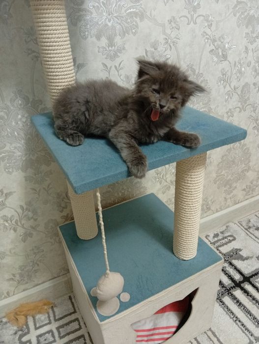 Отдадим в добрые руки котёнка хайленд фолд мальчик