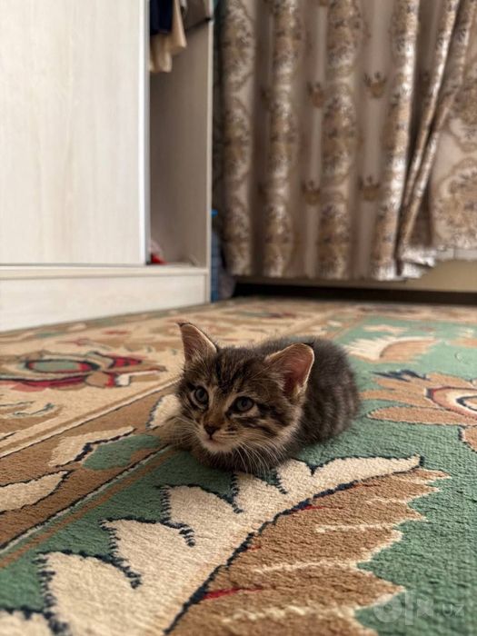 Котенок ищет дом!