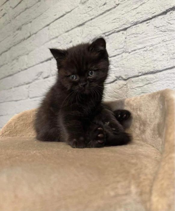 British black mascul