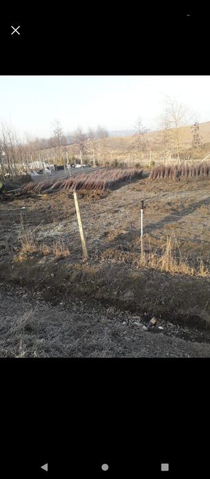 Puieți salcâm frasin fag carpen ulm plop mesteacăn brad molid Tei arin