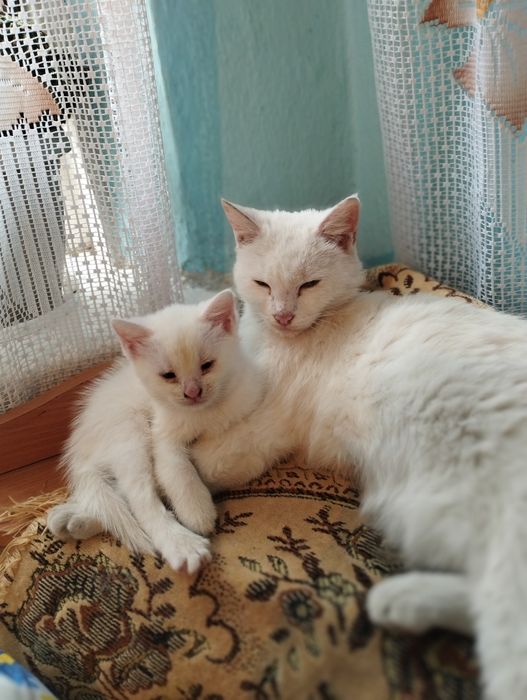 Отдам в добрые руки