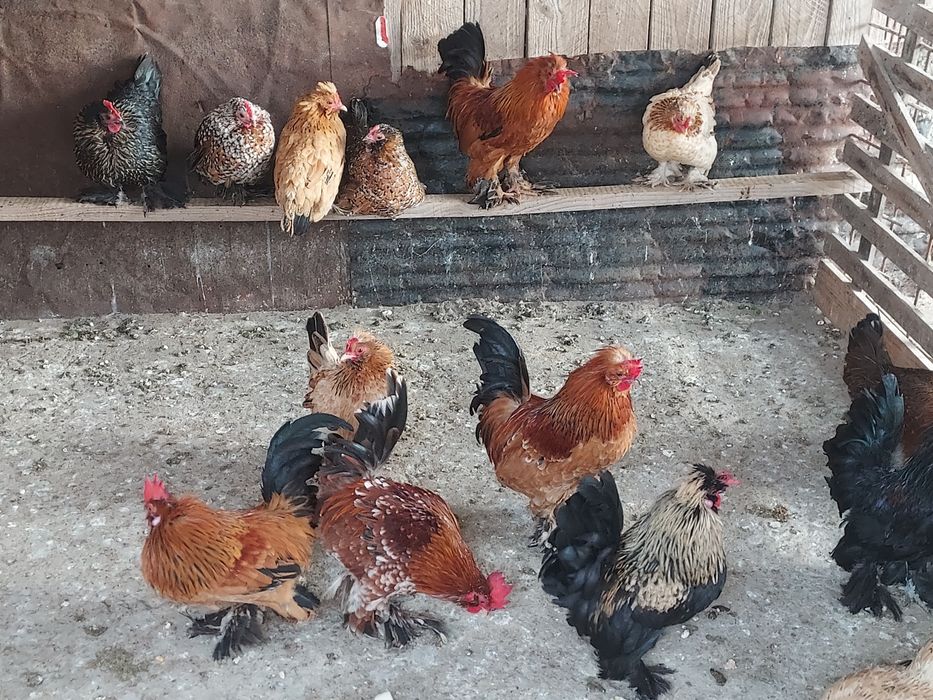 Găinile și cocoșei de vânzare