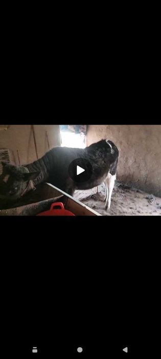 Чорва молллари,тоза,соглом,сифатли