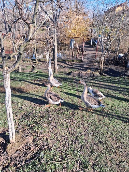 Gâște românești .