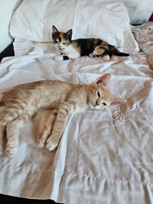 Pisici mici spre adoptie