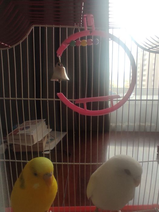 Продам попугаев в добрые руки