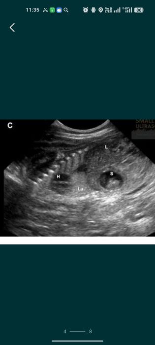 УЗИ для животных лошадей и коровы