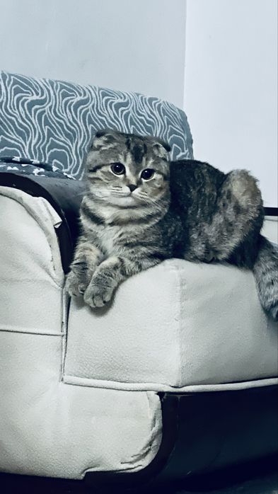 Мысык жаксы карайтын адамга