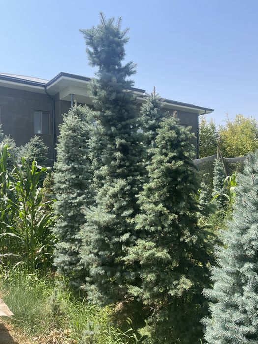 Ель голубая Archa yel goluboy 4+ metr