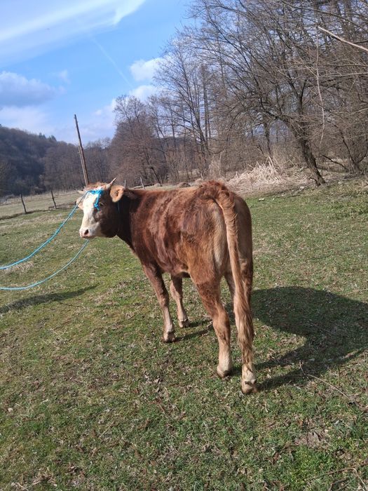 Două vițele de vânzare