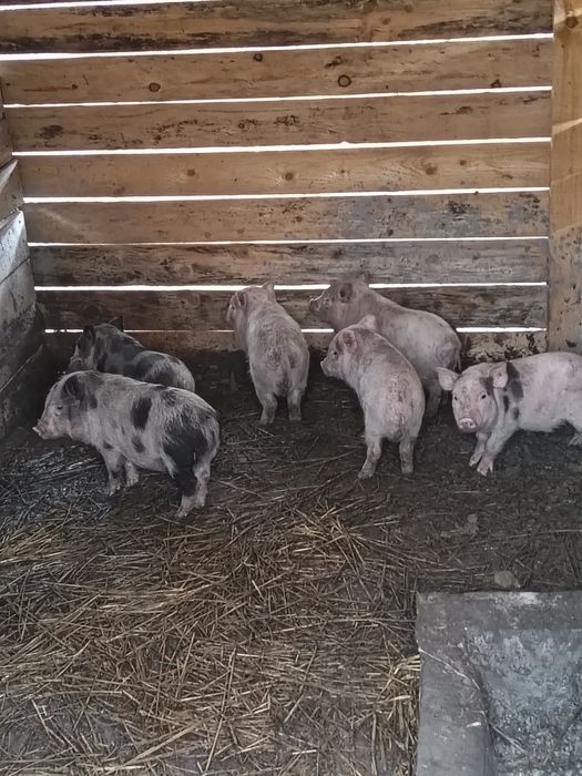 6 vietnámi malac eladó 5 ártány 1 koca