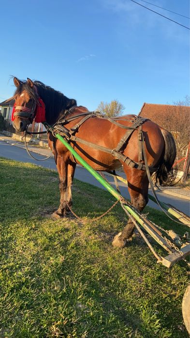 Vand armasar de 3 pe 4 ani garantat de ham