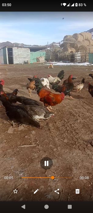 Куры петухи обмен дакан