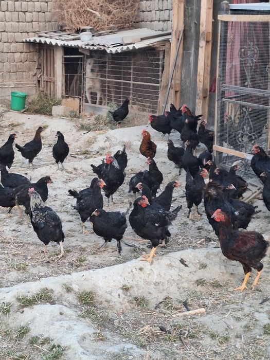 Продаются домашние куры