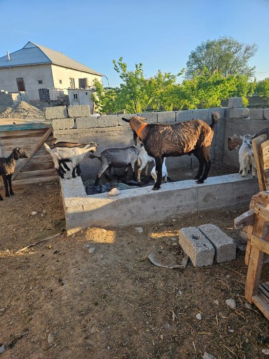 Альпийски теке сатылады 2 жас