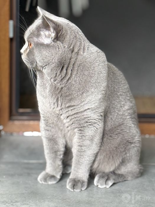 Вязка! Кот, приглашает к себе кошечку для вязки.