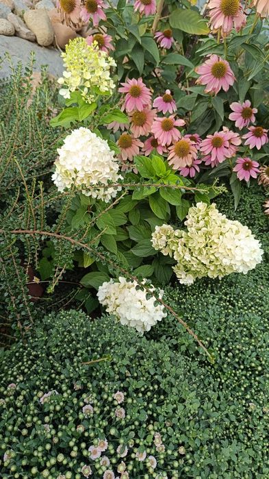 Продам декоративные кустарники