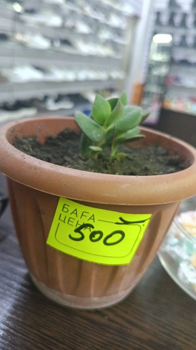 Денежные деревцы маленькие по 500