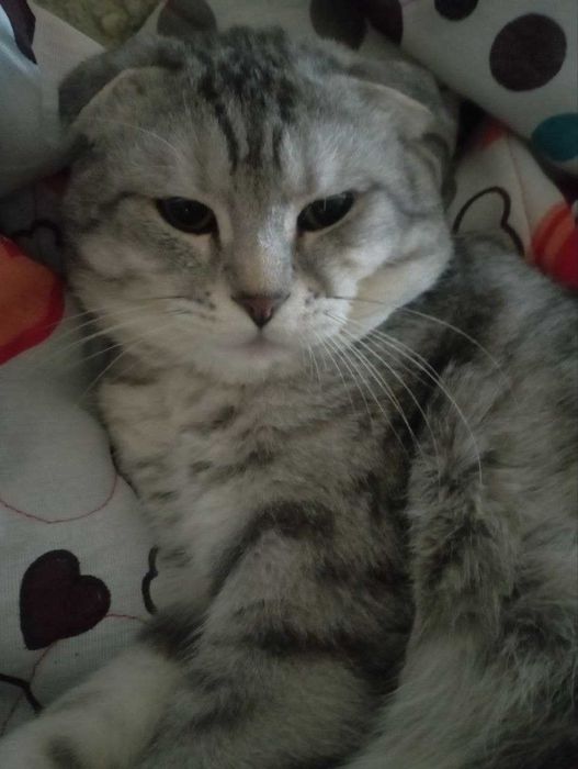 Scottish fold mushuk