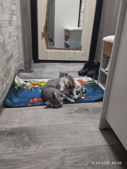 Котята кошки красота