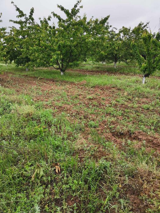 Продава се Земеделски имот в с. Карабунар, Област Пазарджик -  кв.м за 893 €/дка - Снимка #1