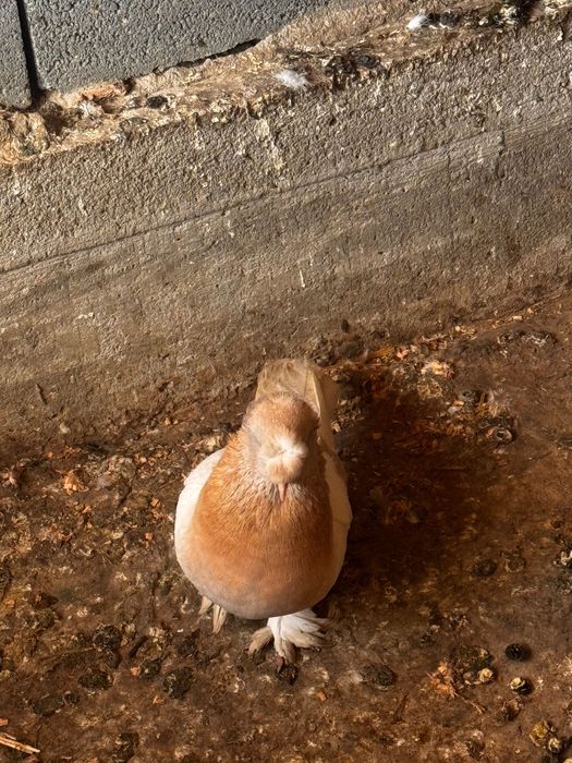 Гълъби мардини поизбор