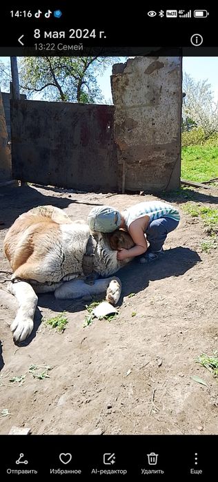 Алабай чистокровная