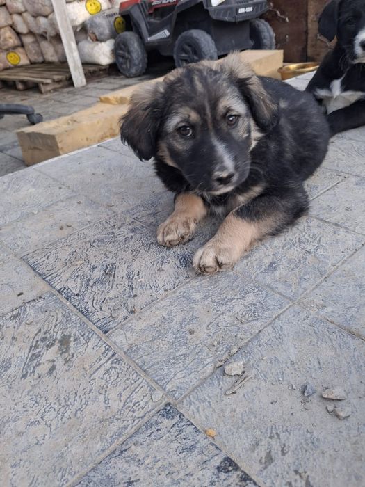 Девочки щенки бесплатно