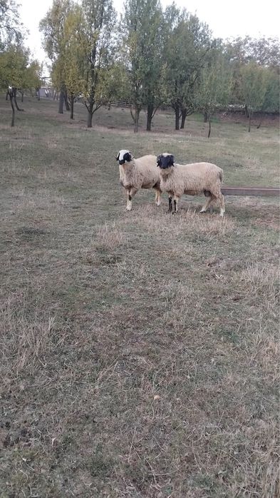 Vând 2 berbecuți