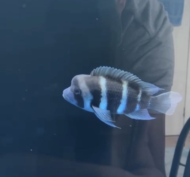 Фронтоза пара рыбки