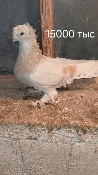 Голуби игровых кровей