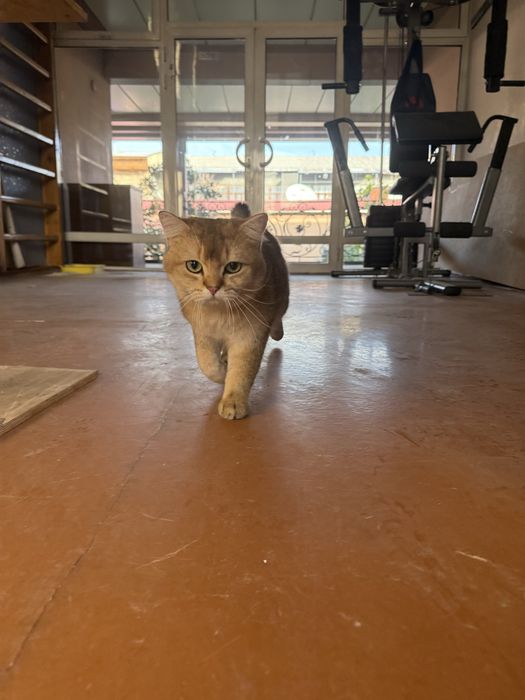 zalatistiy shinshila N11