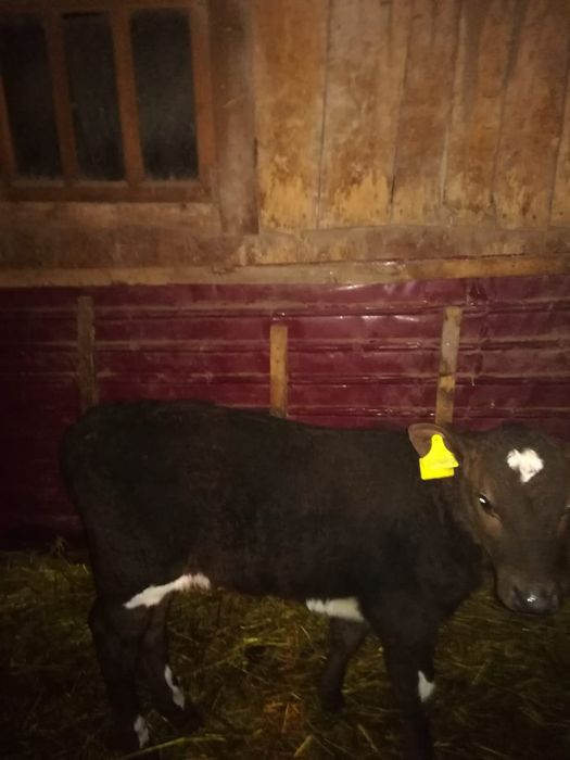 Продам тёлочку один месяц