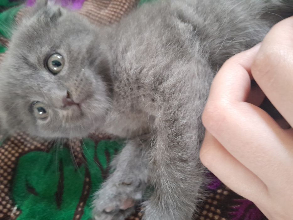 Котята британская короткошерстная