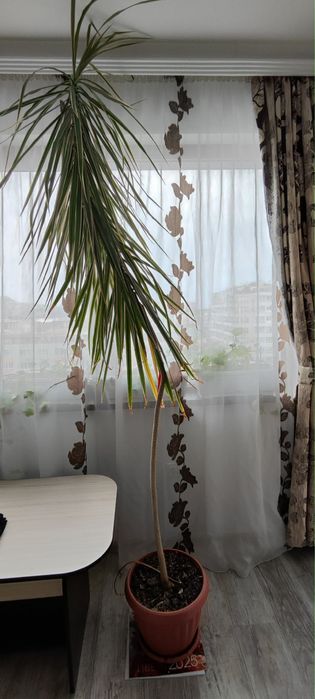 Драцена Маргината