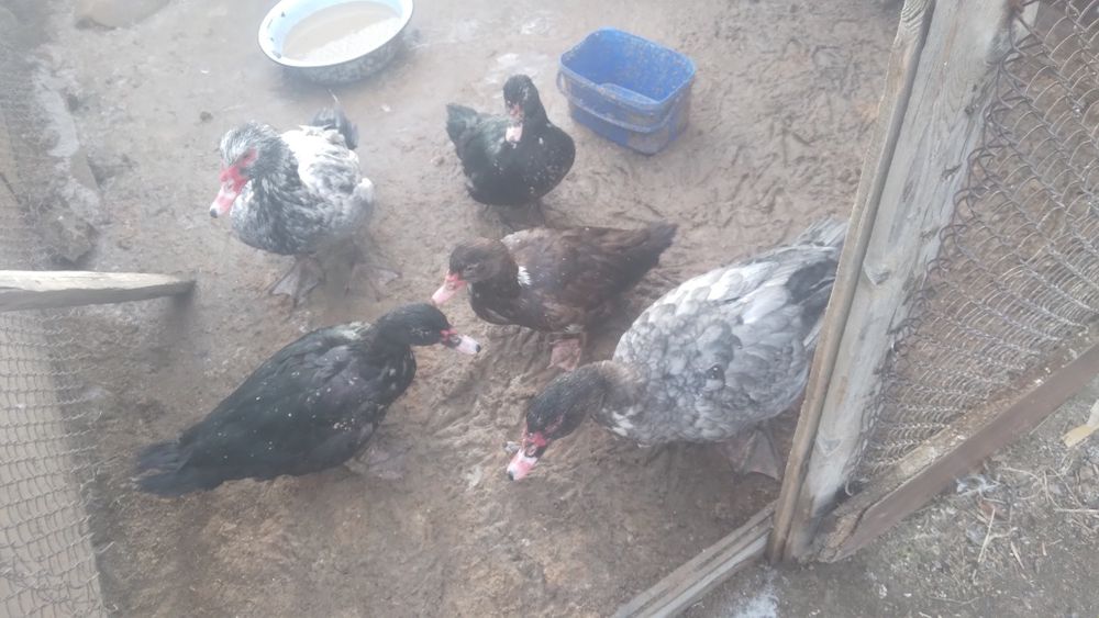 Индоутка сатылады