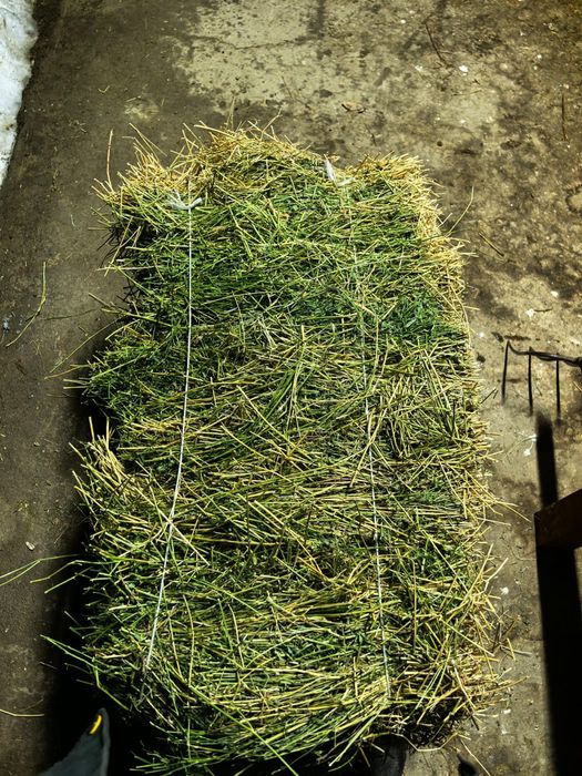 Жоңышқа  3 кост .