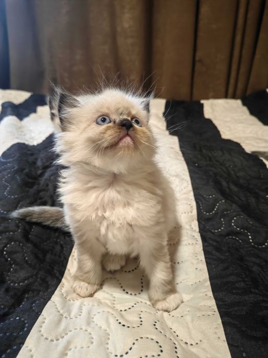 Чистокръвни котенца Ragdoll