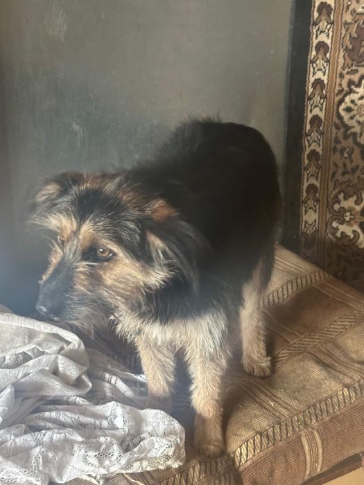 Пристраивается собачка стерилизованная