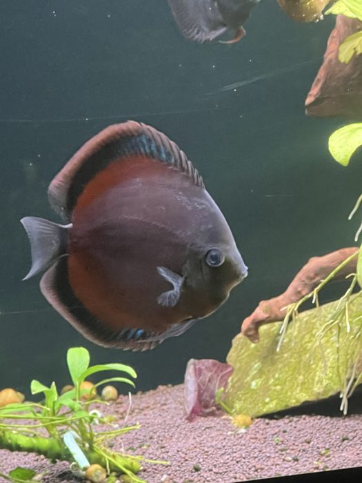 Продам   дискусов